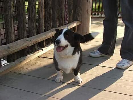 Welsh corgi cardigan Thea - Heeeeeeeeeeeeeeeej unger - det er godtnok dejligt at se Jer igen ;-)) billede 5