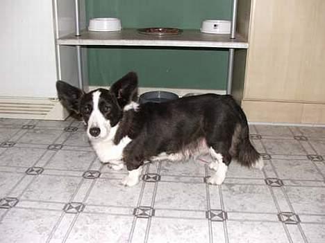 Welsh corgi cardigan Thea - Første dag hjemme hos os. Thea ser lidt beklemt ud, men det er hun kommet over billede 6