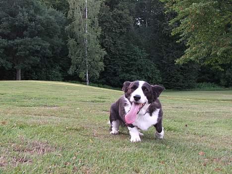 Welsh corgi cardigan Thea - I skoven.. Thea kommer halsende med tungen LAAAAAAAAANGT ud af halsen. billede 7