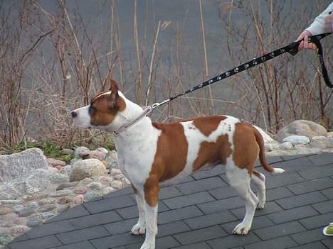 Amerikansk staffordshire terrier midi - Er jeg ikk bare helt vildt pæn?? billede 1