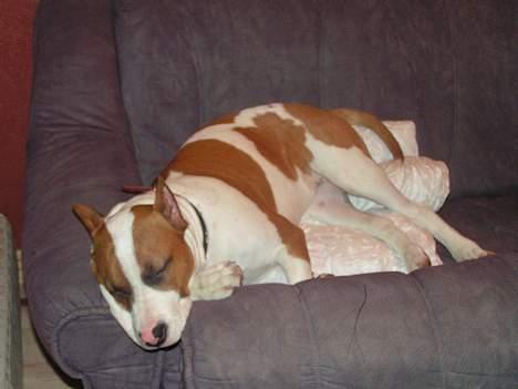 Amerikansk staffordshire terrier midi - ZzzzZZzz... er blevet lidt træt.. billede 2