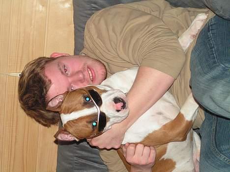 Amerikansk staffordshire terrier midi - jeg kan altså godt se jer.. billede 4