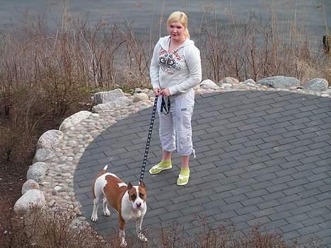 Amerikansk staffordshire terrier midi - er jeg ikk bare sød?? billede 5