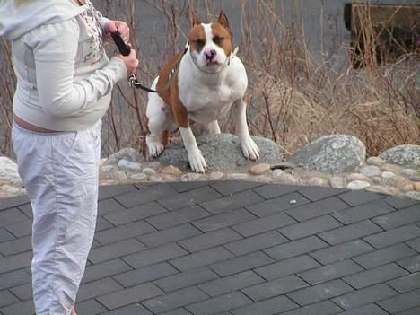 Amerikansk staffordshire terrier midi - det er godt nok hårdt med de extra kilo.. billede 6