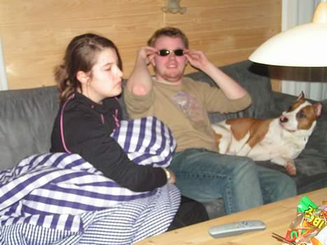 Amerikansk staffordshire terrier midi - Hva har du lige gang i, far?? billede 7