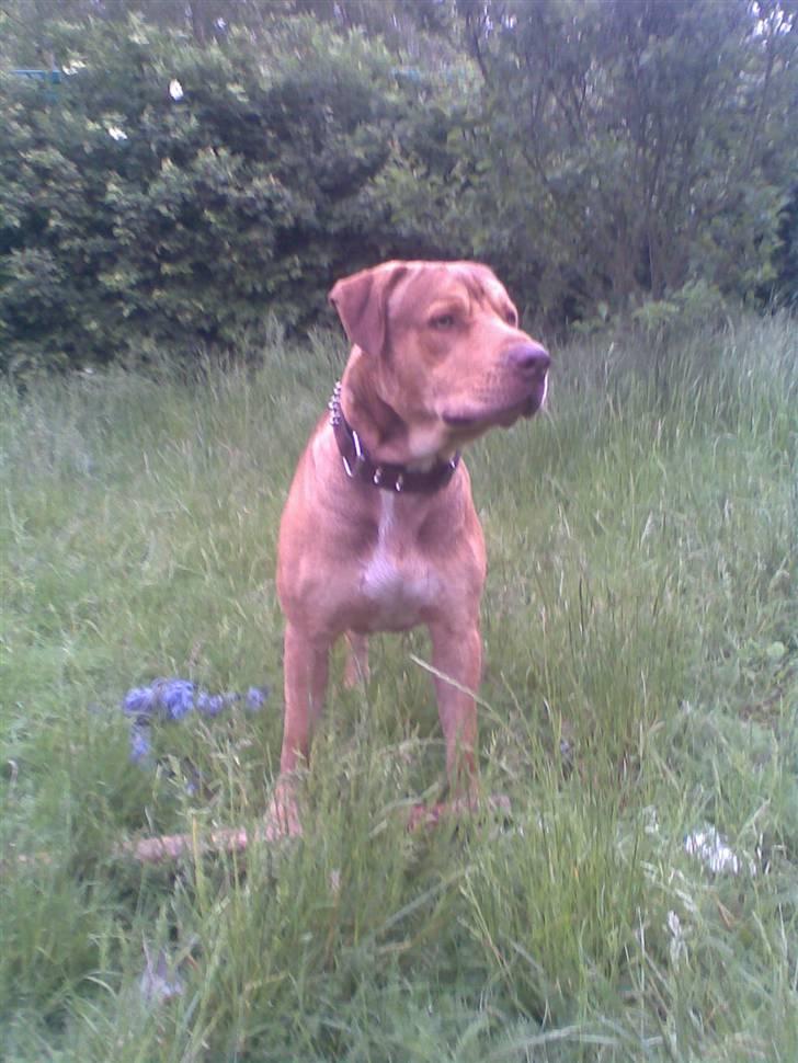 Amerikansk staffordshire terrier Bisse Big Boom - Smat Ass =) billede 18