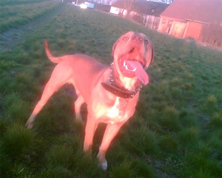 Amerikansk staffordshire terrier Bisse Big Boom - markRæsseren=) billede 19