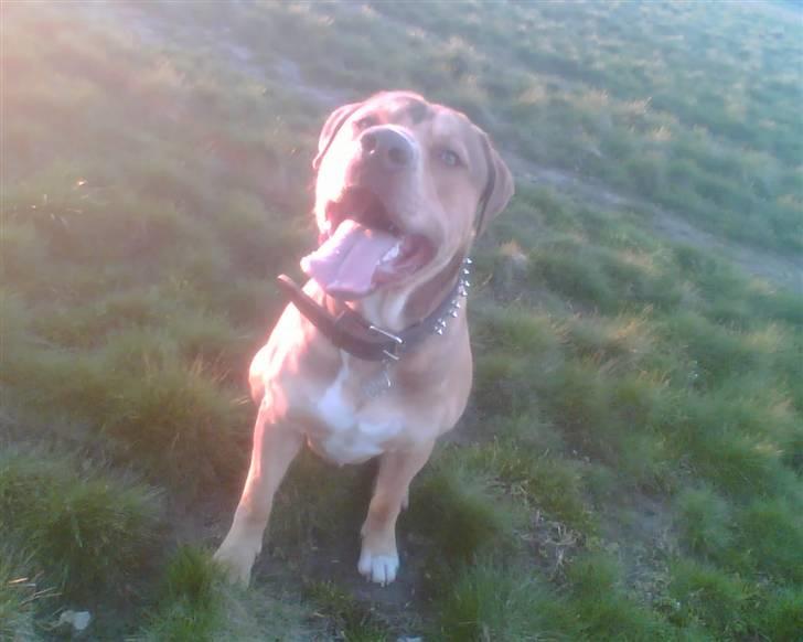 Amerikansk staffordshire terrier Bisse Big Boom - Så nu der ikke flere hare at jage=) billede 20