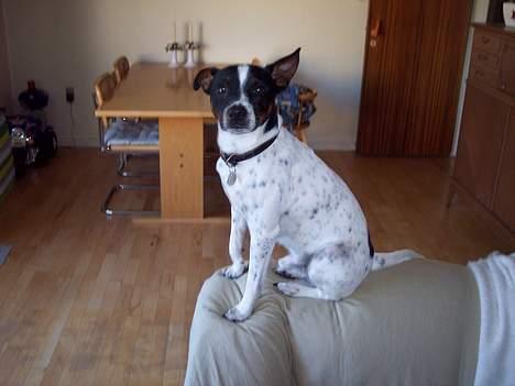 Dansk svensk gaardhund Eddie billede 1