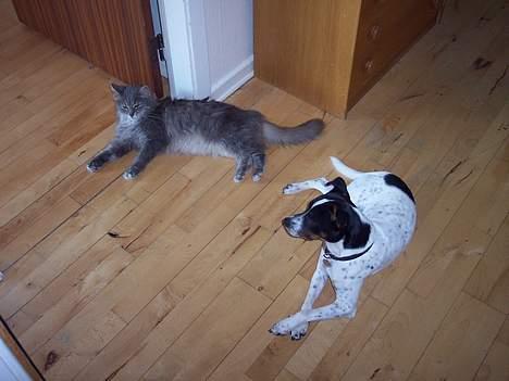 Dansk svensk gaardhund Eddie - Her er jeg sammen med min bedste ven Filur billede 2