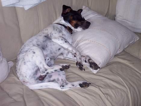 Dansk svensk gaardhund Eddie - Arrrhhhhh.....Her ligger man godt  billede 3