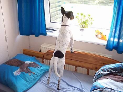 Dansk svensk gaardhund Eddie - Hvem er det der går derude? billede 4