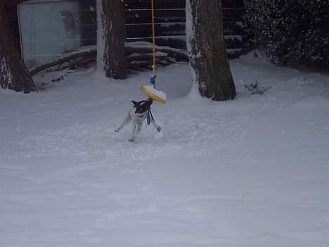 Dansk svensk gaardhund Eddie - Jeg tager mig lige en flyvetur :) billede 5