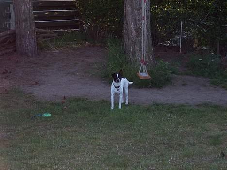 Dansk svensk gaardhund Eddie - Kom nu og leg med mig :) billede 6