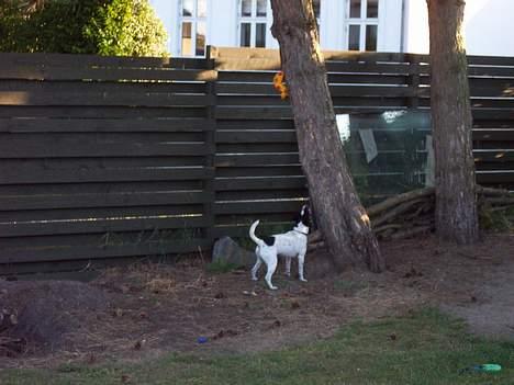 Dansk svensk gaardhund Eddie - Den bold er altså svær at nå..Kan jeg få lidt hjælp billede 7