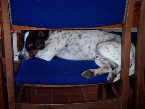 Dansk svensk gaardhund Eddie - Her elsker jeg bare at ligge billede 8