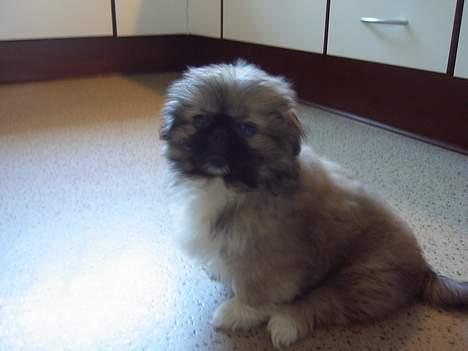 Pekingeser Spokie billede 1