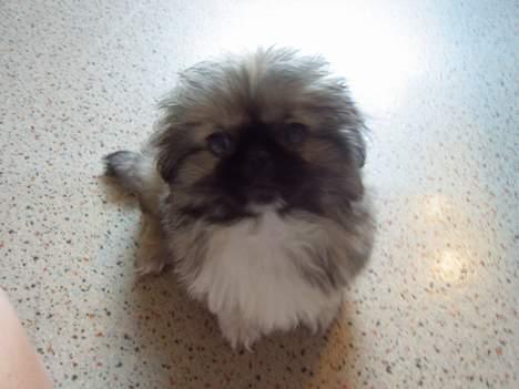 Pekingeser Spokie billede 2