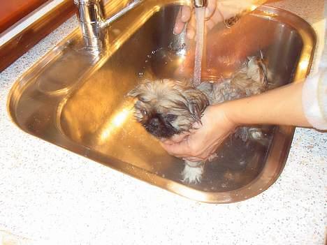 Pekingeser Spokie - Her er jeg i bad.. billede 3