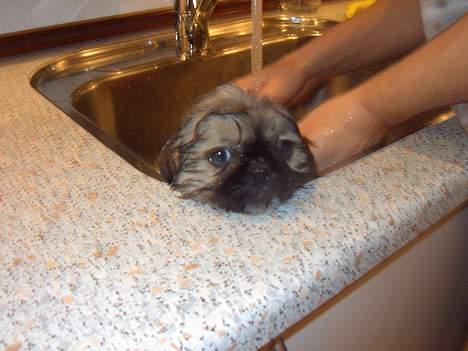 Pekingeser Spokie - Her er jeg i bad.. billede 4