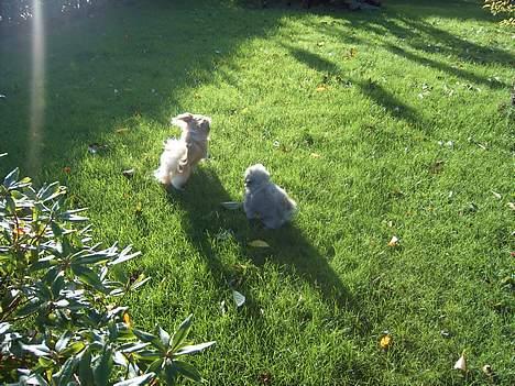 Pekingeser Spokie - Leger lige lidt med kæresten.. billede 5