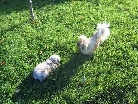 Pekingeser Spokie - Spirit og Spokie.. billede 6