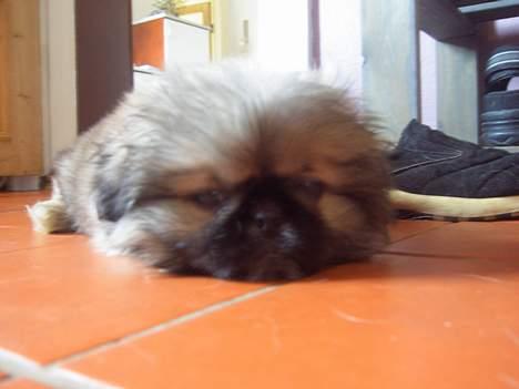 Pekingeser Spokie billede 7