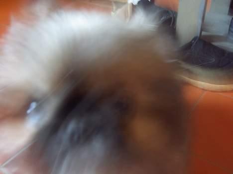 Pekingeser Spokie - Sådan ser de fleste billeder ud, som jeg tager.. Han vil bare ikke sidde stille.. hehe billede 8