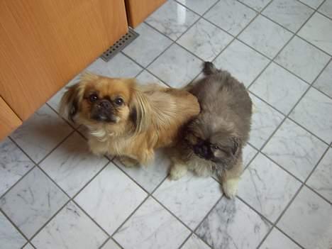 Pekingeser Spokie - Kæreste parret..... billede 9