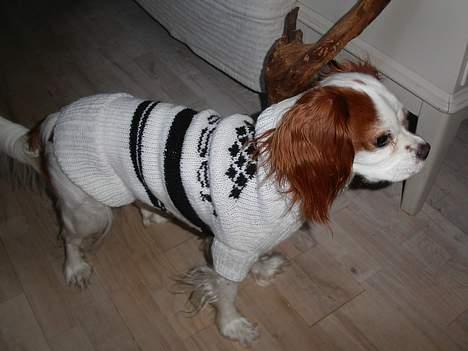 Cavalier king charles spaniel Misser - Prøver lige min fine nye sweater... billede 11