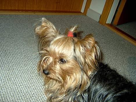 Yorkshire terrier Askepot billede 8