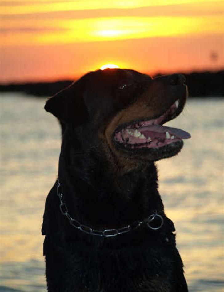 Rottweiler Samson billede 6