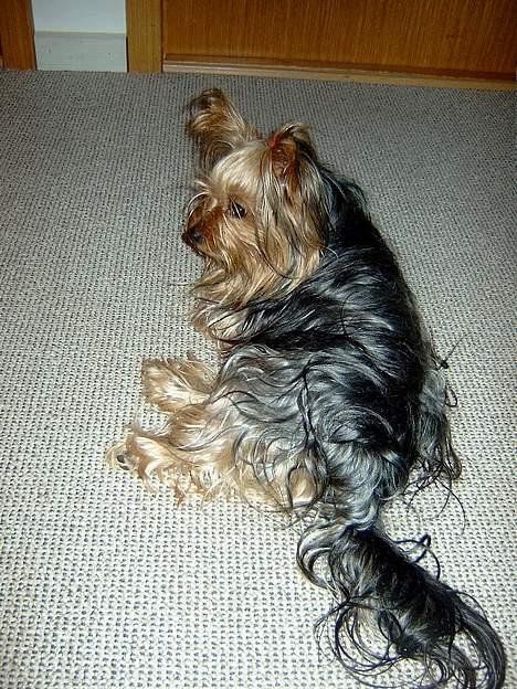 Yorkshire terrier Askepot billede 9