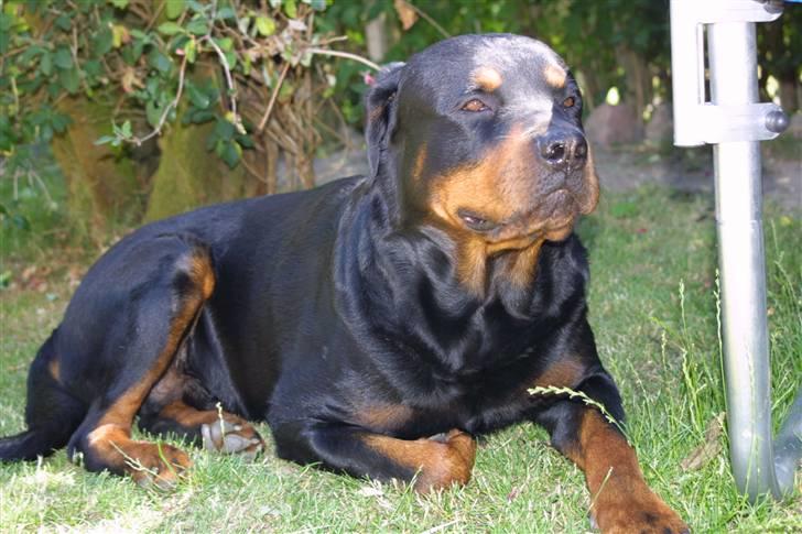 Rottweiler Samson billede 7