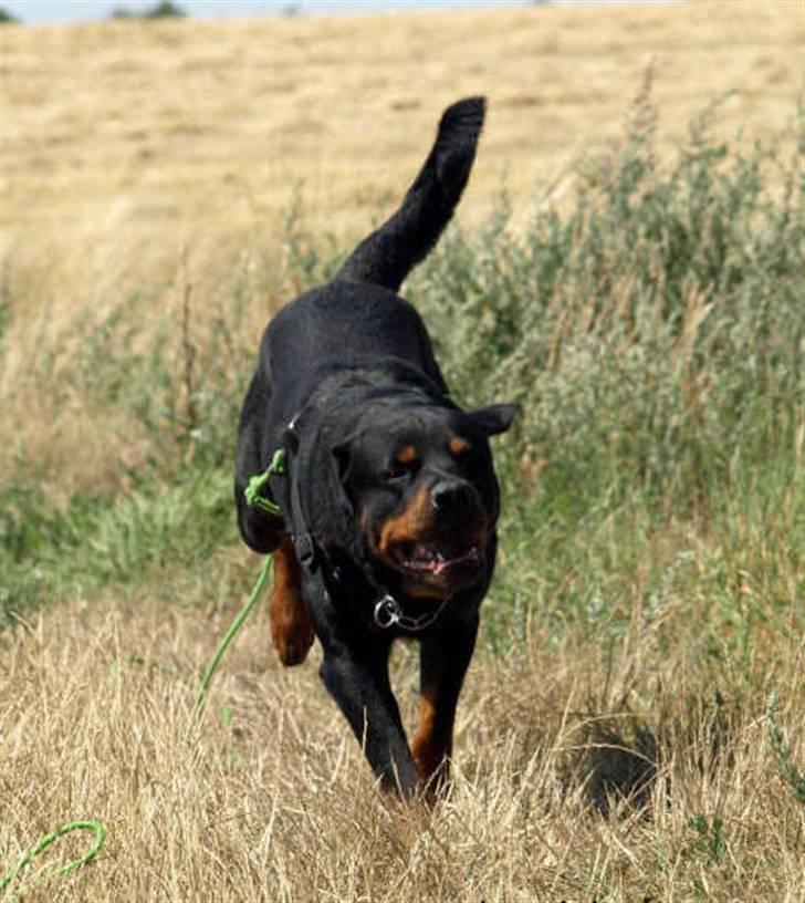 Rottweiler Samson billede 9
