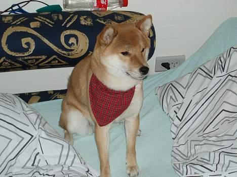 Shiba mitzu - uhh har fået et nyt halsbånd  billede 12