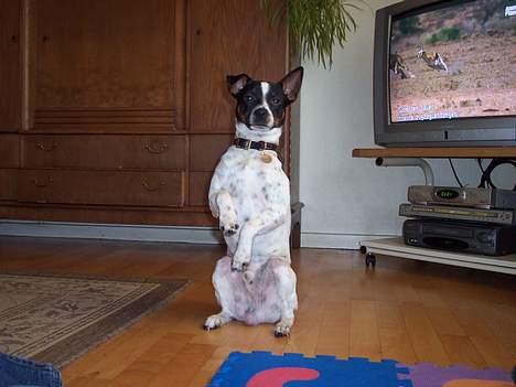 Dansk svensk gaardhund Eddie - Her viser jeg lige et af mine tricks, som er sid pænt billede 9