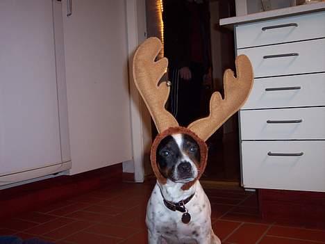 Dansk svensk gaardhund Eddie - Jeg vil bare ønske alle en god jul og et godt nytår billede 10