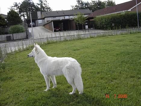 Hvid Schweizisk Hyrdehund Beyla billede 18