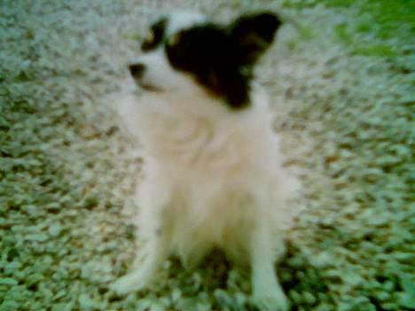 Papillon Lady ( død jan.07) billede 3