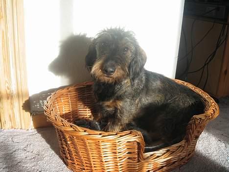 Gravhund Olsen <3 - Olsen i sin kurv :D billede 1