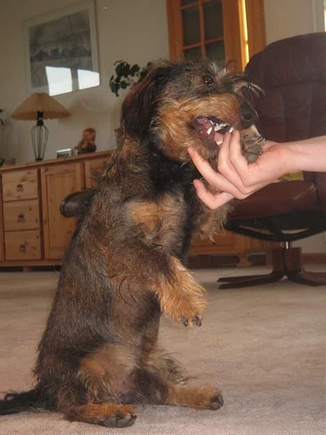 Gravhund Olsen <3 - Søøøde Olsen . "Gi´ pote, sit" :D Iiihj , han er jo dygtig (: billede 2