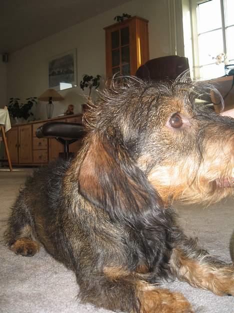 Gravhund Olsen <3 billede 3