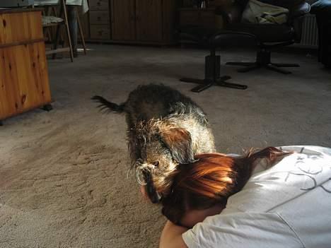 Gravhund Olsen <3 - "Grr, nu spiser jeg dig!" :D billede 4