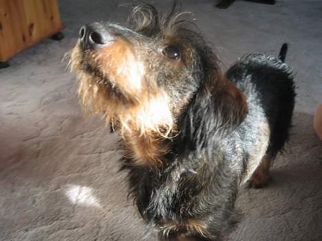 Gravhund Olsen <3 - Kan du stå for de øjne ? For jeg kan ik :b billede 5