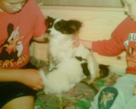 Papillon Lady ( død jan.07) billede 5