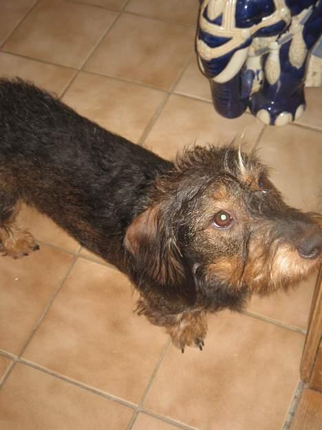 Gravhund Olsen <3 - Ruf<3 billede 6