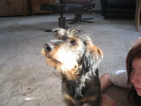 Gravhund Olsen <3 billede 7