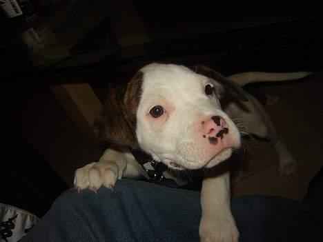 Amerikansk bulldog Maggie - 04/11-06 billede 4