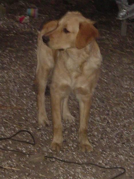 Golden retriever bernhard - smukke bernhard 7 mdr.han har været alvorlig syg pga Borelia (en skovflåt) SÅ HOLD ØJE MED DE SMÅ DJÆVLER DE FARLIGE.men bernhard er heldigvis kommet sig helt igen efter sin sygdom :-) billede 1